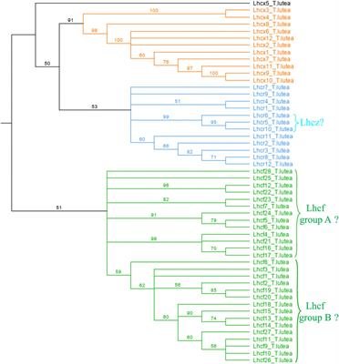 The <mark class="highlighted">Fucoxanthin</mark> Chlorophyll a/c-Binding Protein in Tisochrysis lutea: Influence of Nitrogen and Light on <mark class="highlighted">Fucoxanthin</mark> and Chlorophyll a/c-Binding Protein Gene Expression and <mark class="highlighted">Fucoxanthin</mark> Synthesis